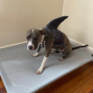 Grey Baby Shark Dog Halloween Costume Size M/L Medium Large Fits Small